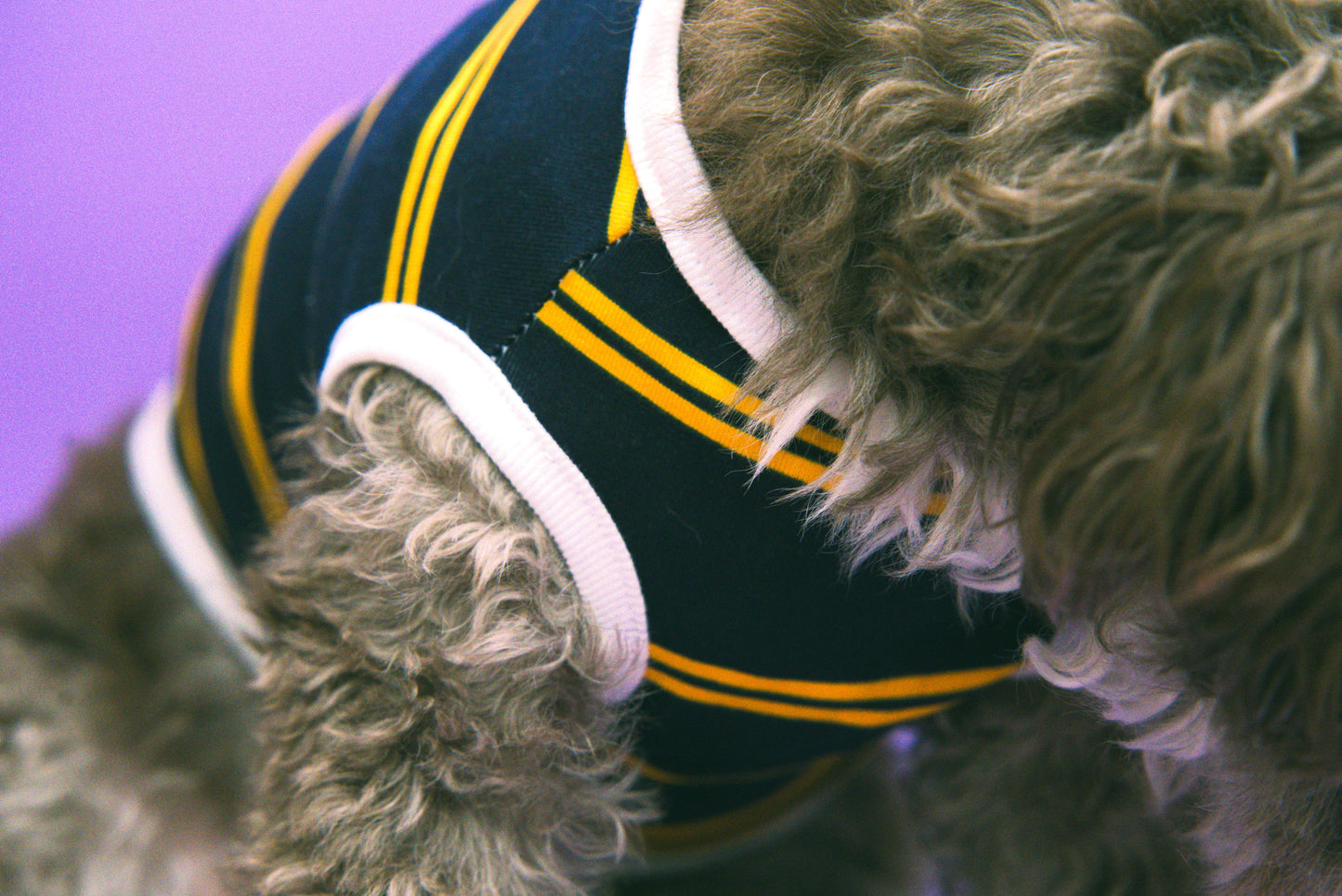 Dog wearing a navy blue sweater with yellow stripes