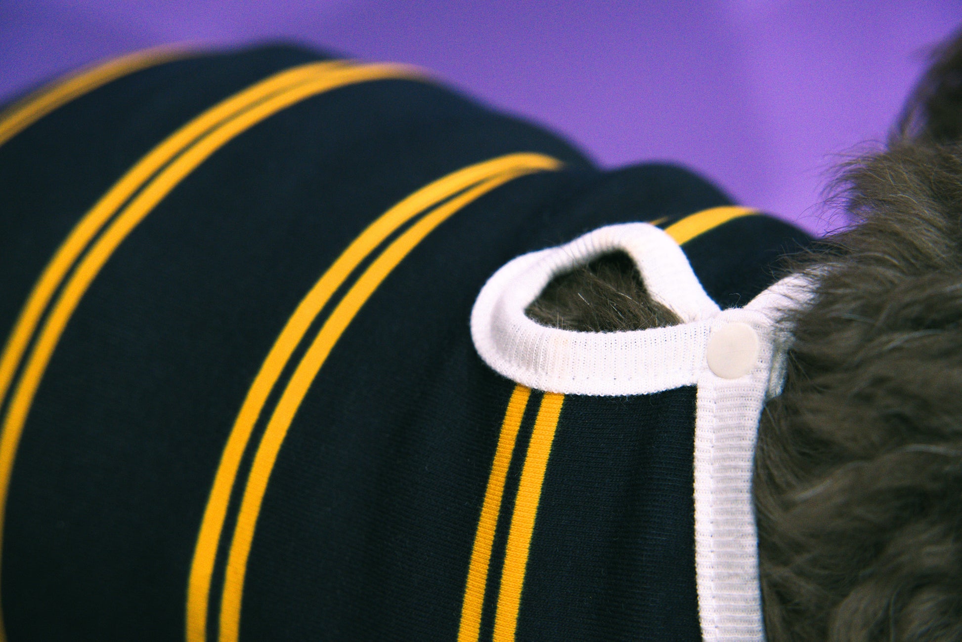 Close-up of a navy blue dog shirt with yellow stripes and a white collar