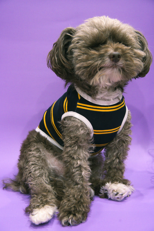 Small dog wearing a navy blue and yellow striped sweater 