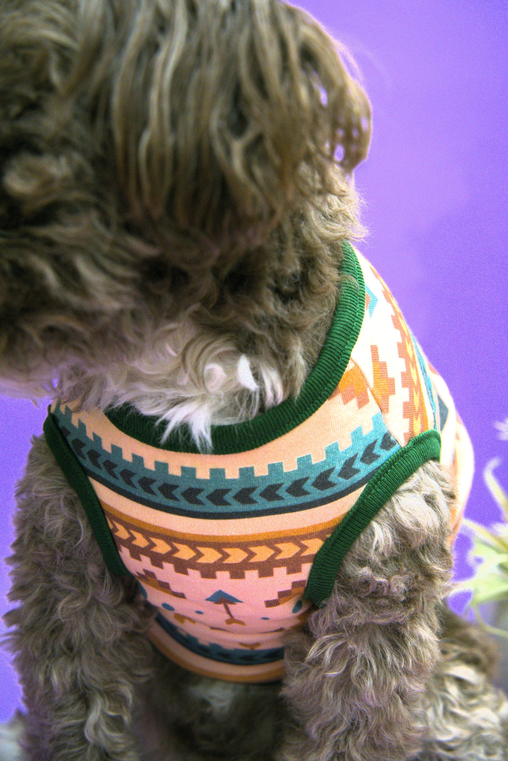 Dog wearing a colorful southwestern patterned shirt