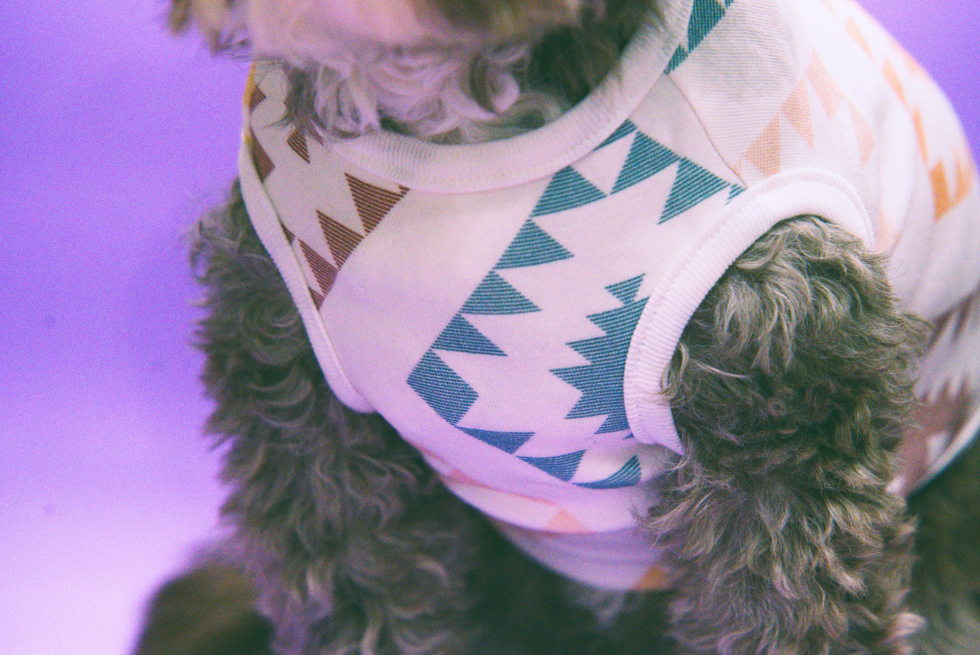 Dog wearing a southwestern themed shirt